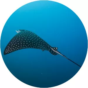 Eagle rays