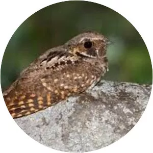 Eared poorwill