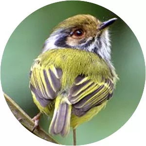 Eared pygmy tyrant - Bird