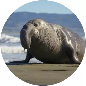 Earless seal
