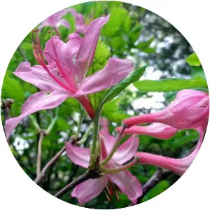 Early azalea - 