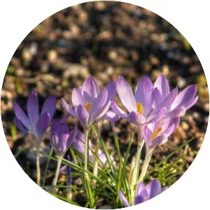 Early Crocus