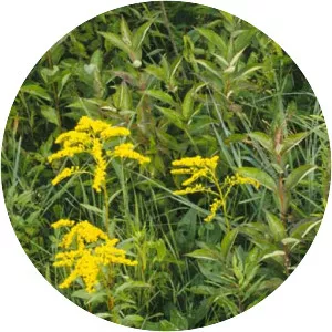 Early goldenrod - Plants
