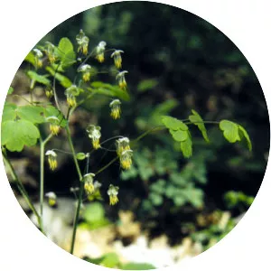 Early meadow-rue - Plants