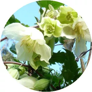 Early virgin's-bower - 