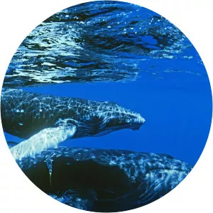 Earth: Review - TV program