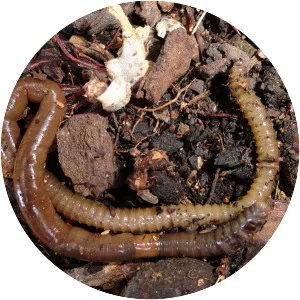 Earthworms