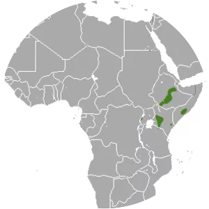 East African epauletted fruit bat - Animal