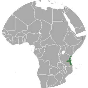 East African little collared fruit bat photograph