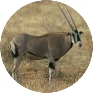 East African oryx - Animal