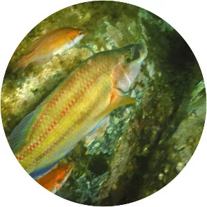 East Atlantic peacock wrasse