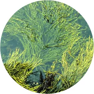 East Coast Environmental Law Association