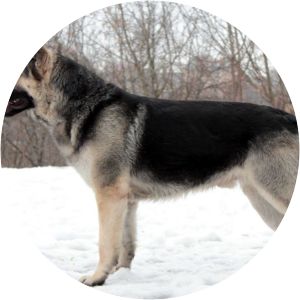 East-European shepherd