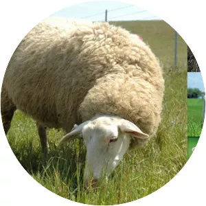 East Friesian sheep