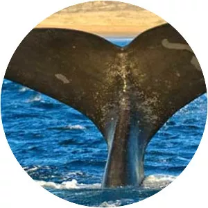 East London Coast Nature Reserve