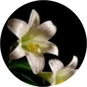 Easter lily - Plants