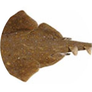 Eastern angelshark