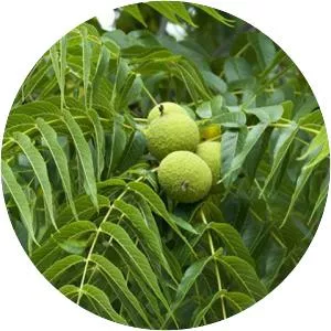 Eastern black walnut