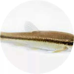 Eastern blacknose dace