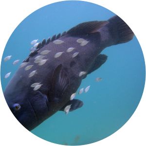 Eastern blue groper - Fish