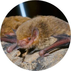 Eastern broad-nosed bat - 
