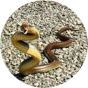 Eastern brown snake