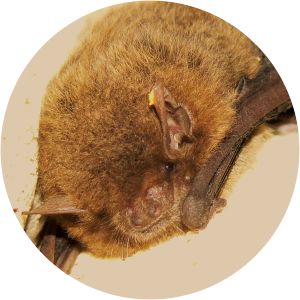 Eastern cave bat