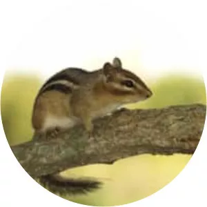 Eastern chipmunk