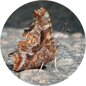 Eastern comma