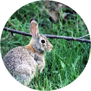Eastern cottontail