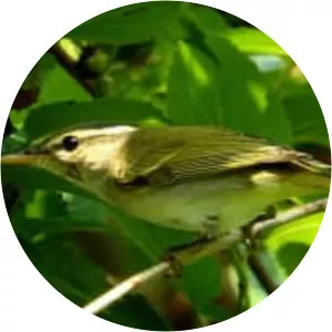 Eastern crowned warbler