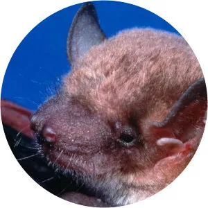 Eastern false pipistrelle - Animal