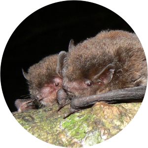 Eastern forest bat