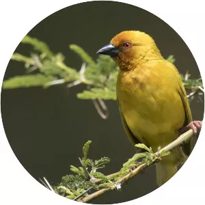 Eastern golden weaver