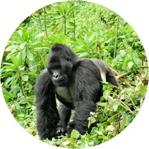 Eastern gorilla