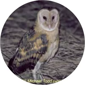 Eastern grass owl