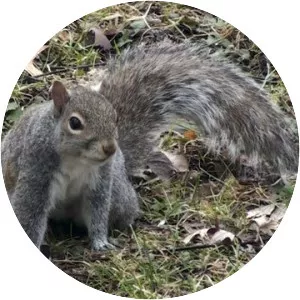 Eastern gray squirrel