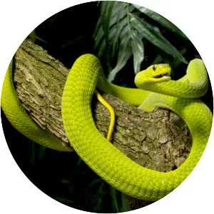 Eastern green mamba