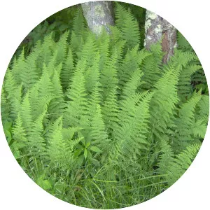 Eastern hayscented fern - 