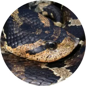 Eastern hognose snake - 