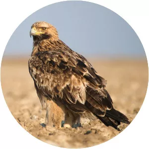 Eastern imperial eagle