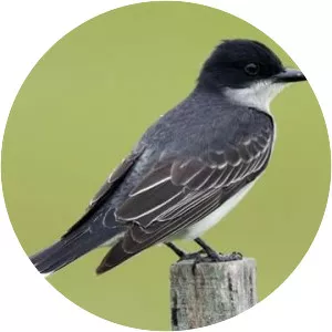 Eastern kingbird