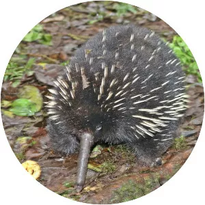 Eastern long-beaked echidna - Animal