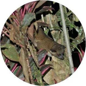 Eastern lowland olingo