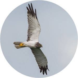 Eastern marsh harrier