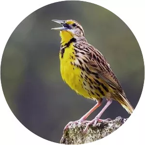 Eastern meadowlark