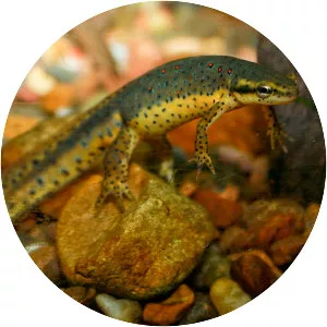Eastern newt