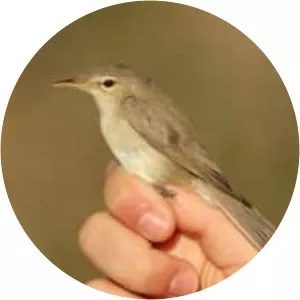 Eastern olivaceous warbler - Birds