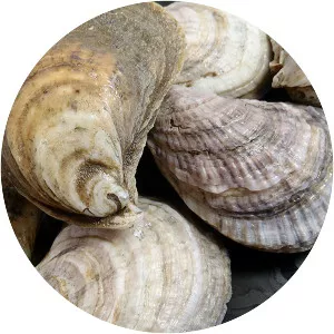 Eastern oyster - Animal