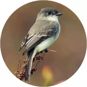 Eastern phoebe - Bird